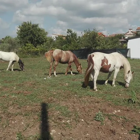Bed and Breakfast Antico Frutteto *