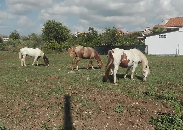 ベッド・アンド・ブレックファスト Antico Frutteto *